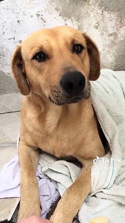 O cãozinho foi encontrado na rua.