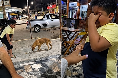 Ele fica triste ao ver um cachorro na rua: Atitude de menino ao ver animais abandonados emociona