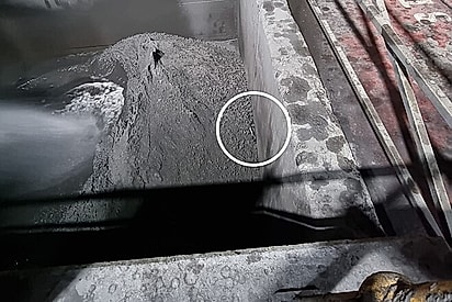O animal era uma cobra preta de barriga azul.