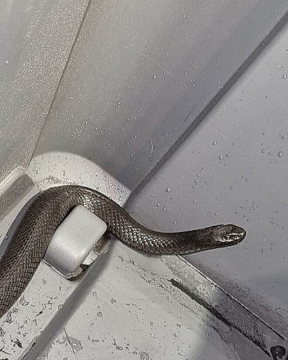 Depois de beber bastante água, a cobra voltou para a natureza.