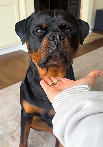 Prince é um cachorrinho doce e esperto.