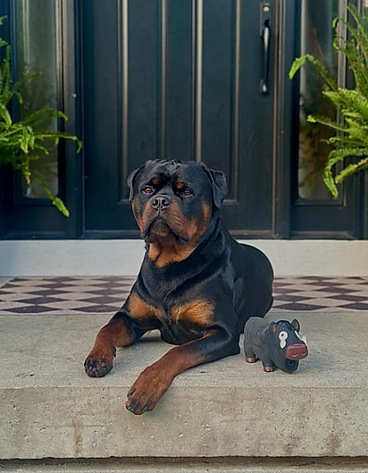 Prince é um cachorro que adora fazer amizade.
