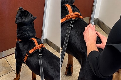 Rottweiler grandão que tem medo de injeções chega em clínica - e equipe tem ideia genial para distraí-lo.