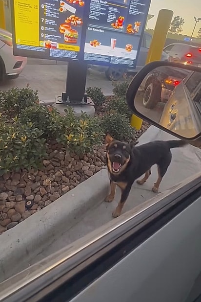 Big Mac entendeu como funcionava o drive-thru.
