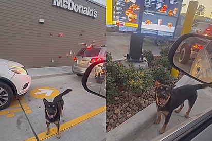 Cachorro de rua descobre como funciona drive-thru de McDonalds e começa a cobrar pedágio de todos os clientes