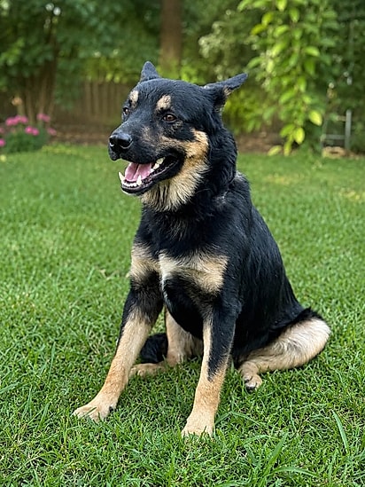 Big Mac mostrou ser um cão muito feliz. 