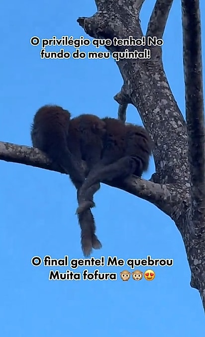Família de macaquinhos encanta ao entrelaçar as caudas em um verdadeiro abraço coletivo.