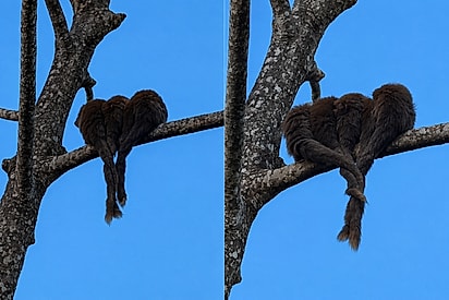 “Privilégio da natureza”: Mulher flagra macaquinhos abraçados e com as caudas entrelaçadas.