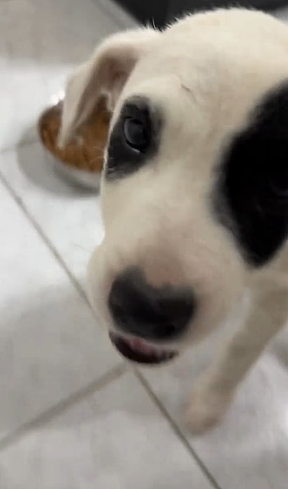 Bartô ganhou uma nova vida.
