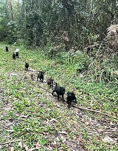 Os cachorrinhos formaram uma fila. 