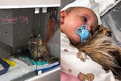 Gata que precisou ser internada e dormiu pela primeira vez longe de bebê só se acalma ao receber a visita mais esperada