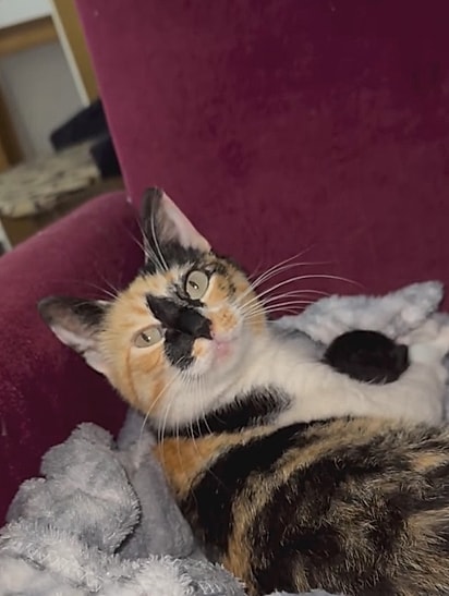 A gata estava prestes a ter uma ninhada.