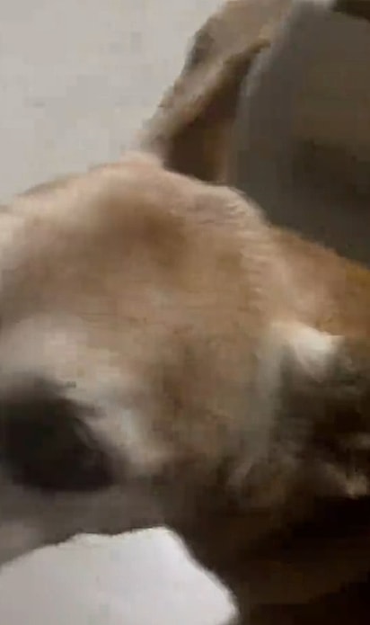 A atitude da veterinária emocionou milhares.