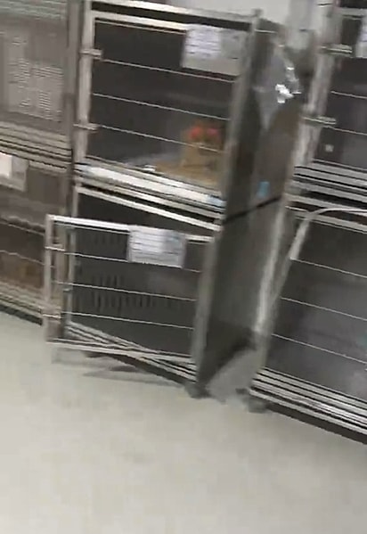 A veterinária decidiu não deixar os pacientes para trás.