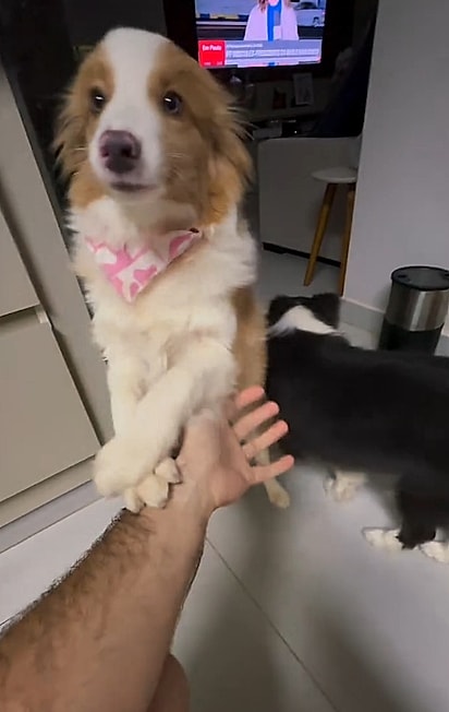 Tasty é uma cachorrinha muito manhosa.
