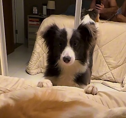 Pace é uma cachorrinha que ama brincadeiras e aventuras.