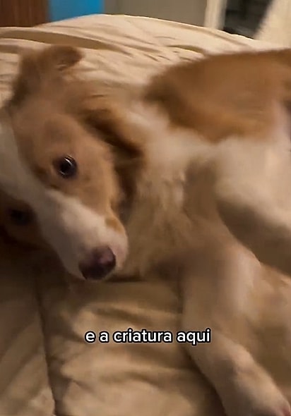 A personalidade de um cachorro é influenciada por genética, socialização, experiências e ambiente.