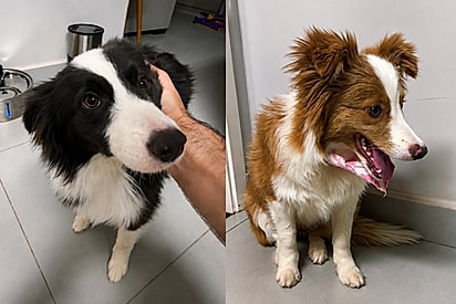 “Eram pra ser atletas!”: Irmãs border collie têm personalidades tão diferentes que divertem a web.