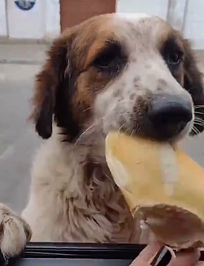 O vira-latinha abordou Vilma para pedir um pedaço de pão.