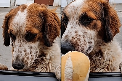 “Você quer um pão, neném?”: Vira-latinha pede pão pela janela do carro e acaba ganhando muito mais que um lanche.