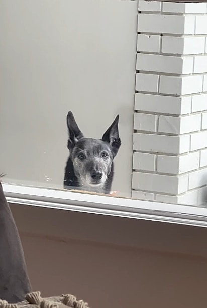 Os cães podem sentir que algo está diferente.