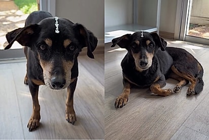 Abandonada após ficar cega de um olho, salsichinha de 9 anos ainda espera por um lar