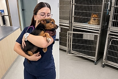 Eu não podia deixá-los: veterinária fica junto aos animais para acalmá-los durante terremoto na Colômbia