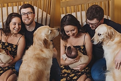 ‘Isso é hilário’: Golden irmã mais velha não consegue esconder ciúmes de recém-nascido em fotos de família e fotos viralizaram