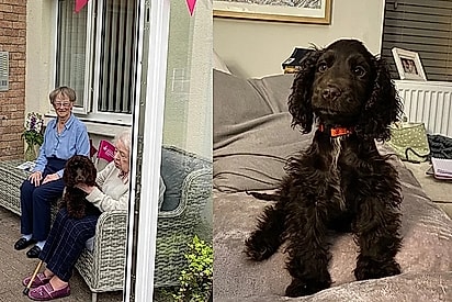 Twiglet, uma cocker spaniel de terapia em uma casa de repouso. 