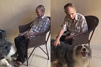 Idoso com Alzheimer esquece de toda família, menos do border collie da neta e reencontro emociona