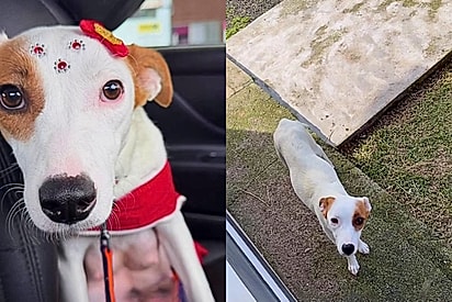 Em feira de adoção, cachorrinha linda é a primeira a ser adotada - mas a notícia ao final do dia parte seu coração