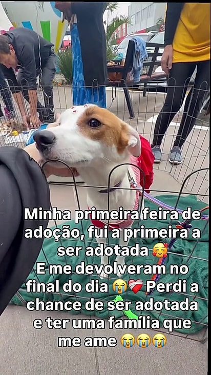 Pandora foi a primeira adota da feirinha.