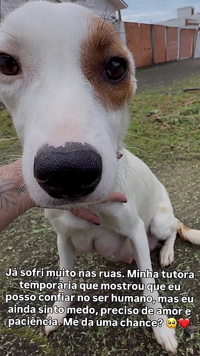 A cachorrinha retornou para a ONG no final do dia.