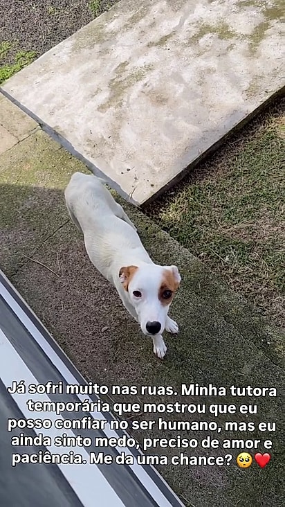 Felizmente ela já ganhou um novo lar novamente.