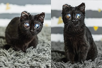 Sobrevivente de doença rara, gatinha conquista internet com aparência que parece feita por IA.