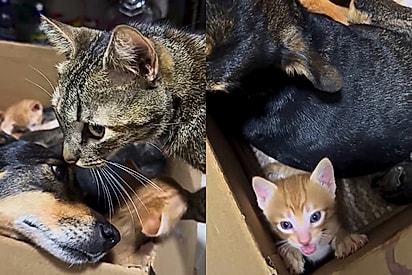 ‘Devolva meus filhotes’: gata aguarda que cachorrinha com gravidez psicológica devolva os filhotes