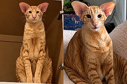 Gato com aparência de “elfo” encanta por orelhas gigantes e personalidade fora do comum.