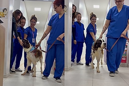 Minhas patinhas não precisam mais ter medo: São Bernardo agradece funcionárias de clínica que ajudaram na sua recuperação