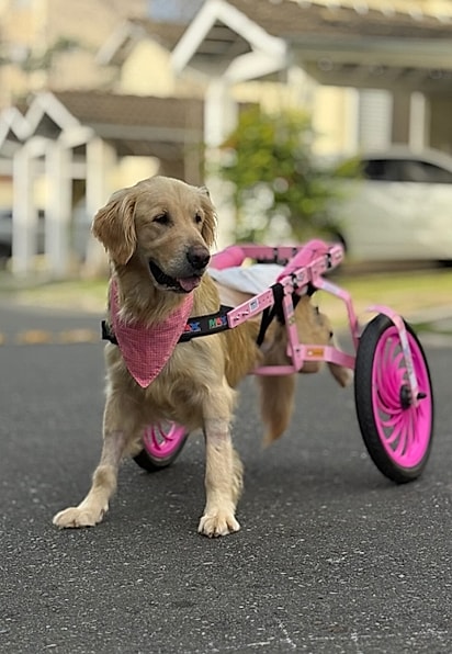 Olívia, uma golden retriever. 