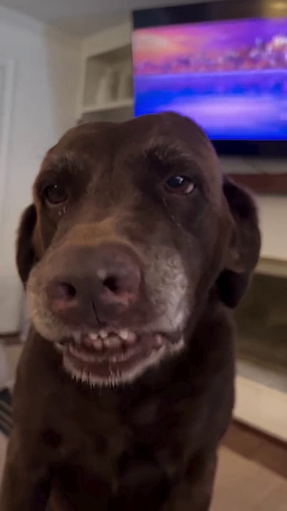 A labradora aprendeu a sorrir desde muito cedo.