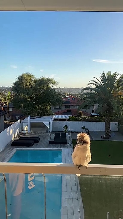A ave pousou no parapeito da sacada.