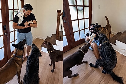 ‘Falhei como pai de novo’: rapaz tenta ensinar cachorros a serem delicados com bebê antes de sua chegada - mas resultado não dá certo