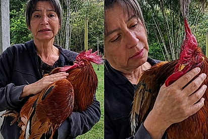 “Vou cuidar dele até o fim”: Mulher luta para salvar galo que criou desde pintinho após acidente.