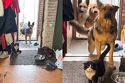Cadelas pastoras aparecem na porta de casa com gato e internautas brincam: “Podemos ficar com ele?”
