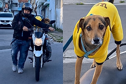 Cão caramelo ganha passeio todos os dias antes do tutor trabalhar.