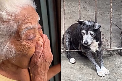 Fogos assustam cachorrinha de vó, que fica presa em portão e mobiliza bombeiros.