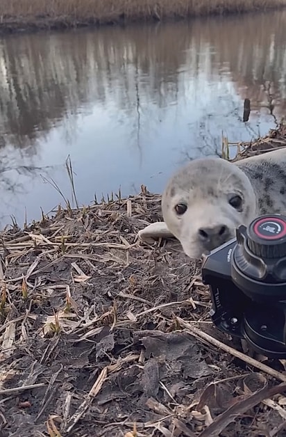 A foca estava muito curiosa.