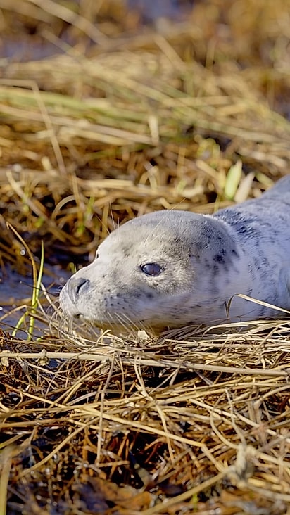 Filhote de foca-cinzenta.