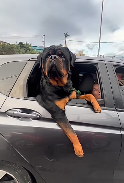 O cão ficou encarando o motoqueiro.