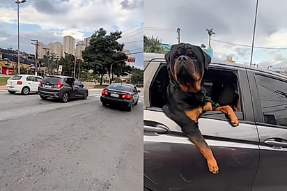 Motoqueiro tenta fazer carinho em rottweiler gigante no meio do trânsito, mas não recebe a recepção que gostaria 